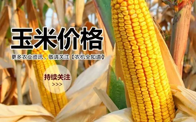 山东省玉米价格最新动态分析